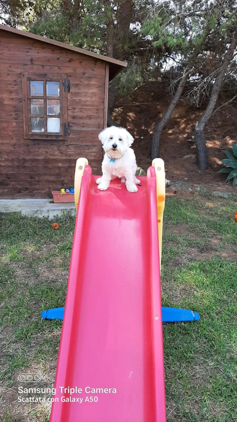 I nostri amici a quattro zampe